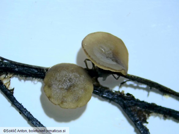 Botryotinia calthae