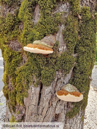 Ganoderma adspersum