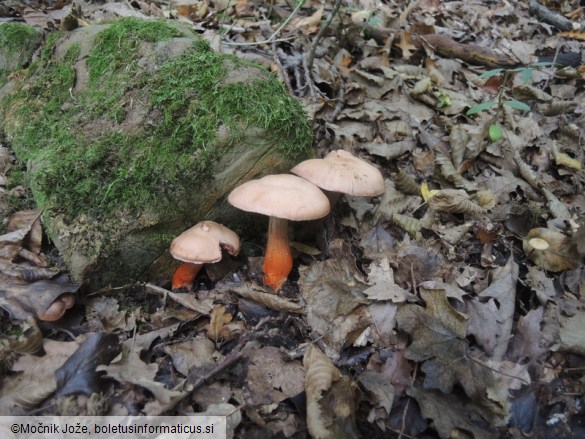 Cortinarius bulliardii