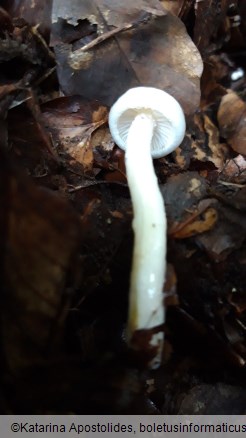 Hygrophorus eburneus