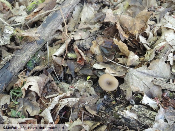 Entoloma sericeoides