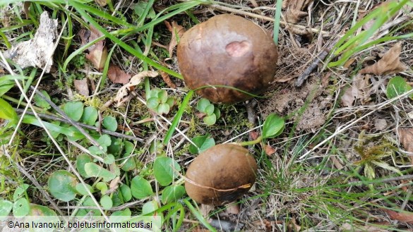 Cyanoboletus pulverulentus