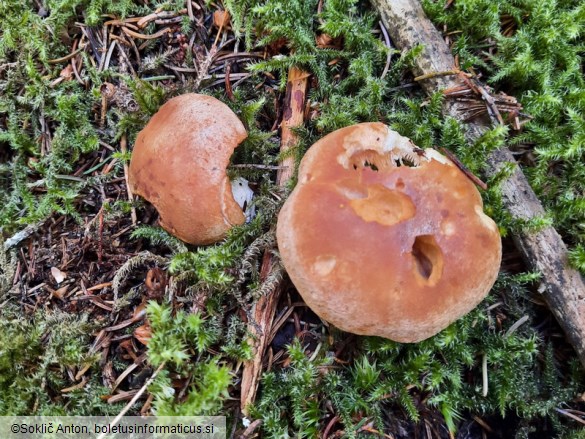 Cortinarius crassus