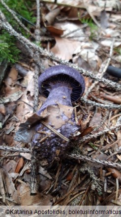 Cortinarius violaceus