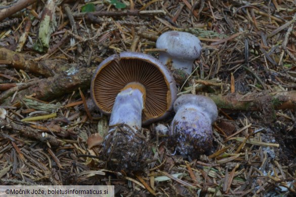 Cortinarius camphoratus