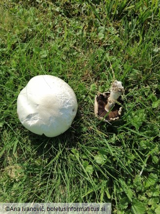 Agaricus campestris