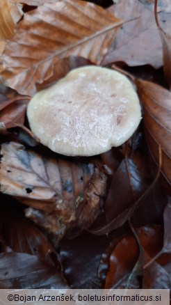 Lactarius blennius