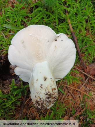 Lactifluus glaucescens