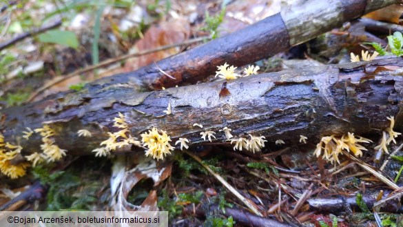 Calocera cornea