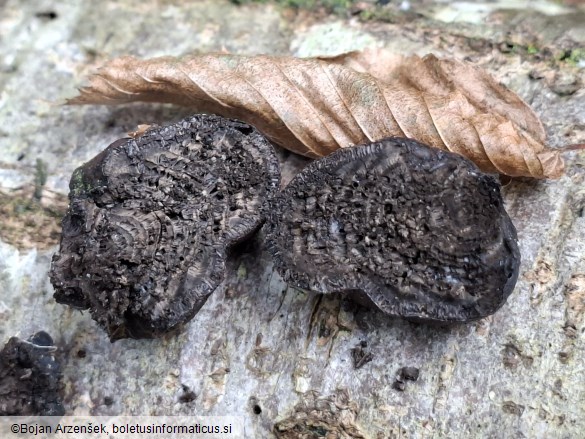 Daldinia concentrica