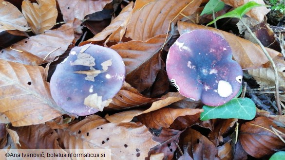 Russula violeipes