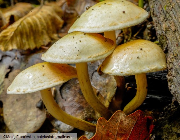 Pholiota gummosa