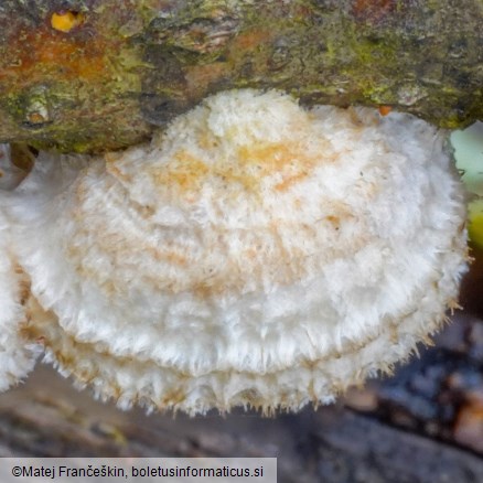 Stereum ochraceoflavum