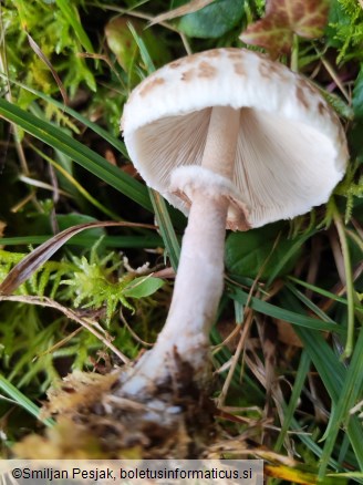 Macrolepiota mastoidea