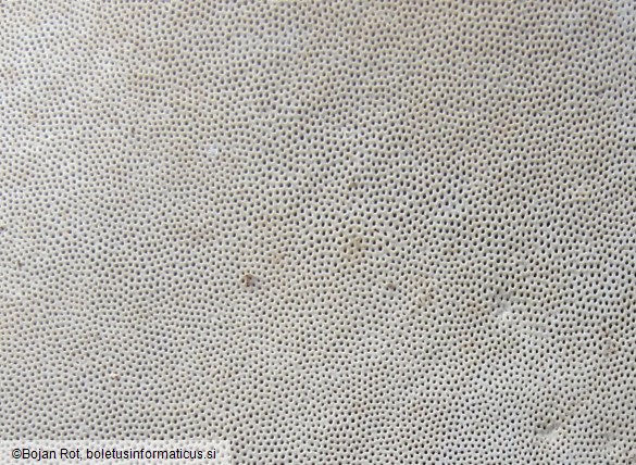 Ganoderma applanatum