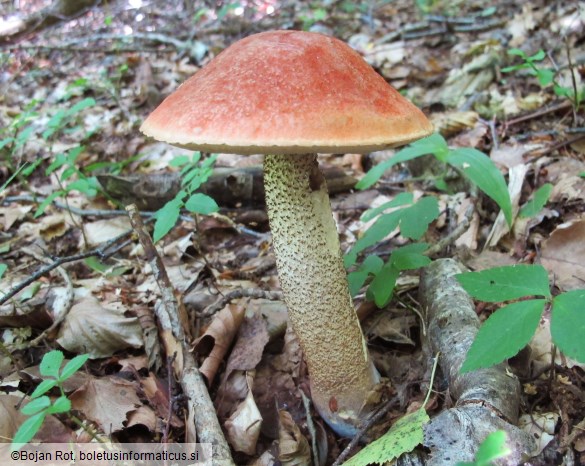 Leccinum aurantiacum