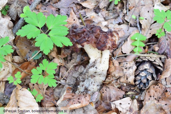 Gyromitra esculenta