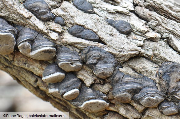 Phellinus igniarius