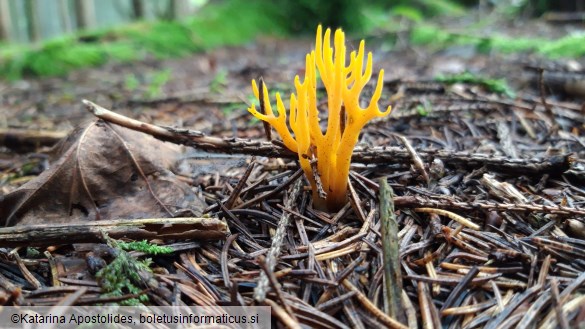 Calocera viscosa