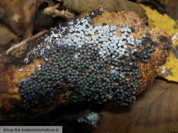 Ruzenia spermoides