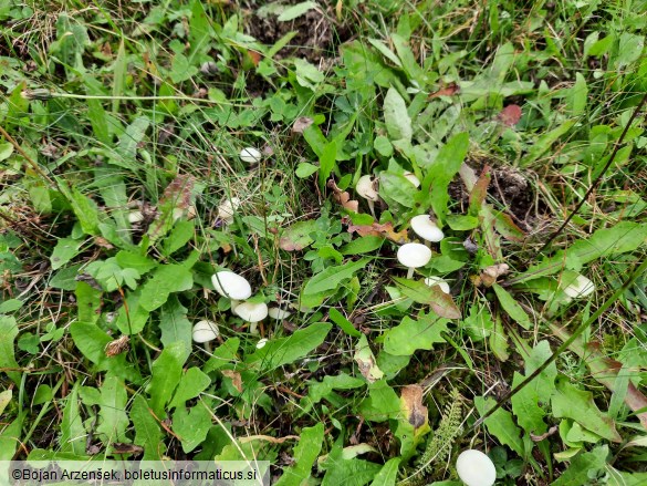 Cuphophyllus virgineus