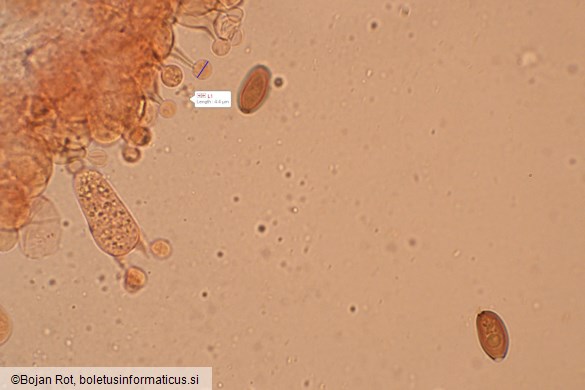 Conocybe aurea