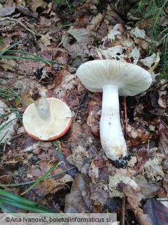 Russula aurora