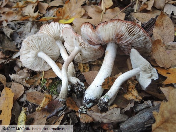 Tricholoma orirubens