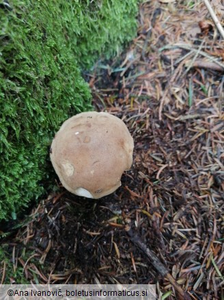 Tylopilus felleus