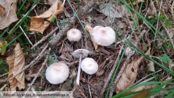 Mycena pura