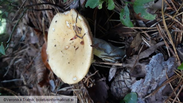 Russula ochroleuca