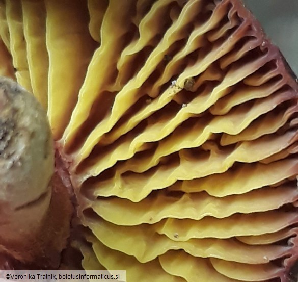 Phylloporus rhodoxanthus