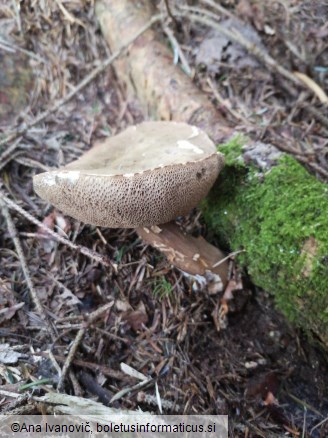 Porphyrellus porphyrosporus