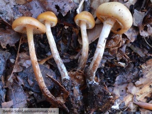 Galerina sideroides