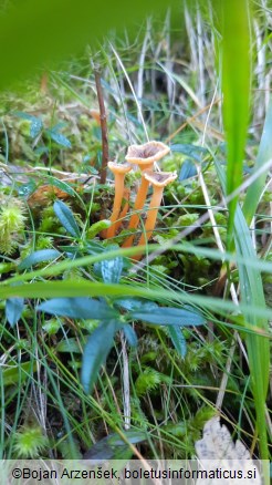 Craterellus lutescens