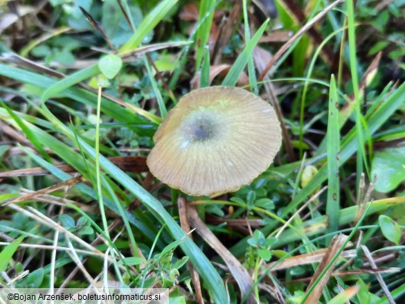 Entoloma incanum