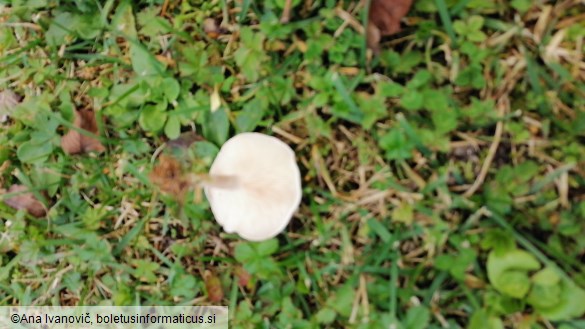 Clitocybe dealbata