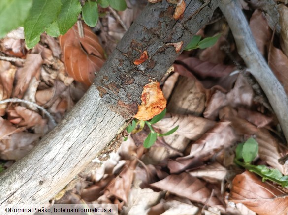 Pycnoporus cinnabarinus