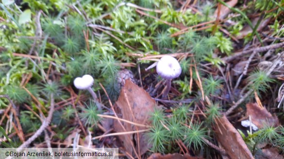 Laccaria amethystina