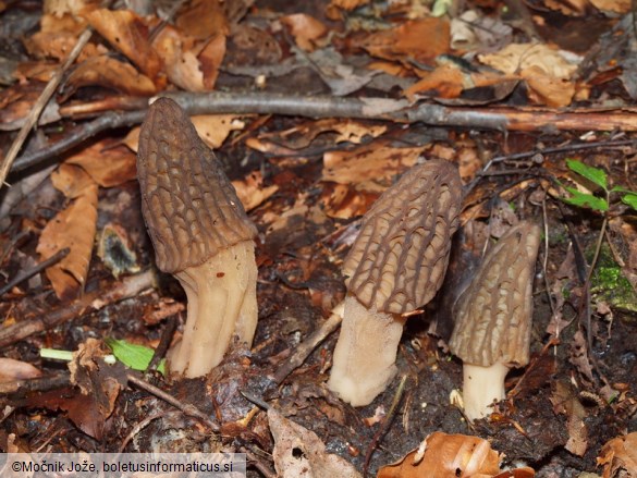 Morchella elata