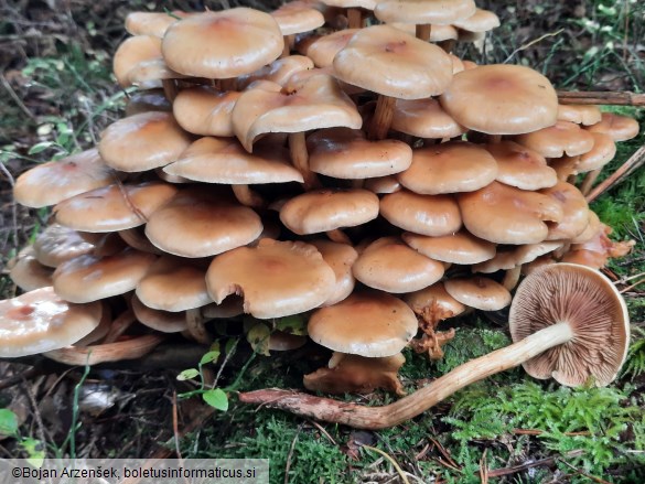 Pholiota pinicola