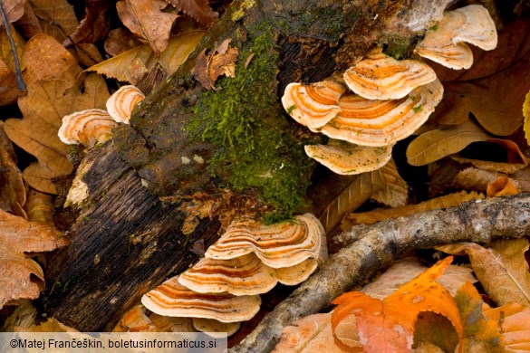 Trametes ochracea