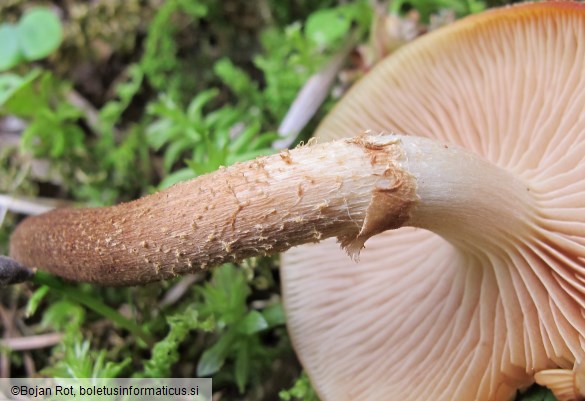 Kuehneromyces mutabilis