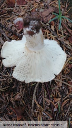 Russula delica