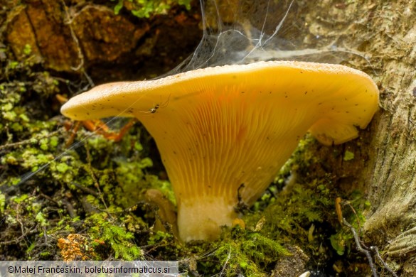 Hohenbuehelia petalodes