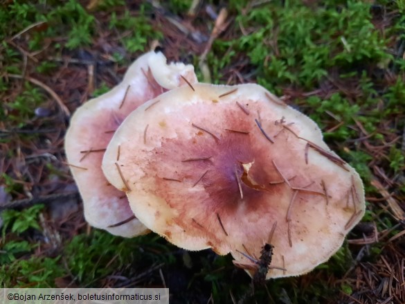 Tricholomopsis rutilans