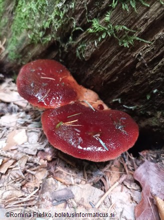 Fistulina hepatica