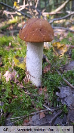 Leccinum rufum