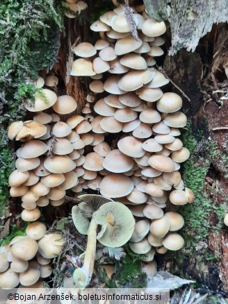 Hypholoma fasciculare var. pusillum