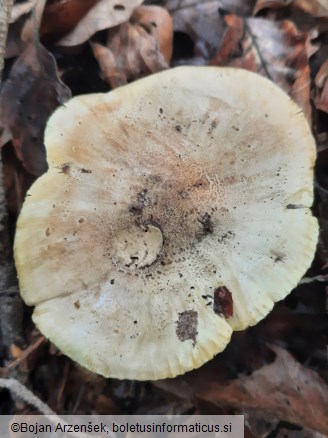 Tricholoma equestre